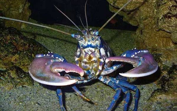 龙虾价格多少钱一斤?