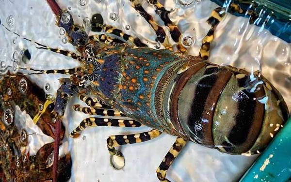 龙虾价格多少钱一斤?