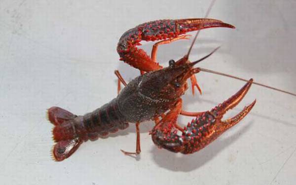 小龙虾是什么动物?