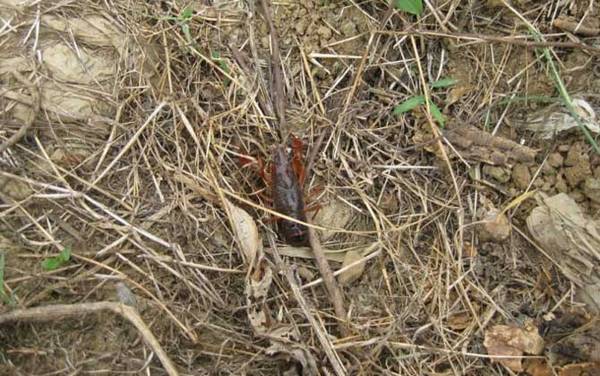 小龙虾是什么动物?