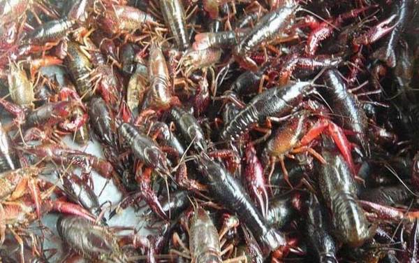 小龙虾是虾还是虫子?
