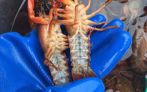小龙虾怎么清洗和处理?