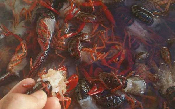 小龙虾怎么清洗和处理?