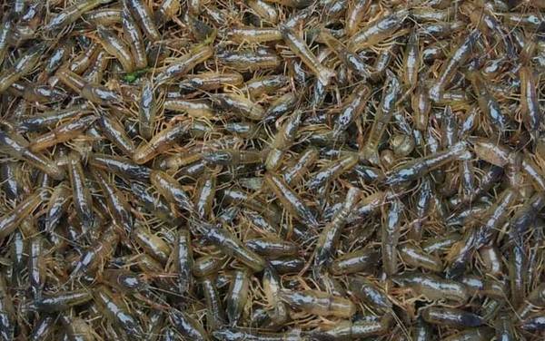 小龙虾苗价格多少钱一斤?