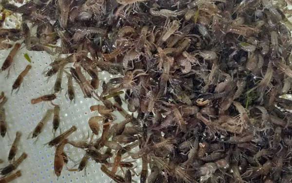 小龙虾苗价格多少钱一斤?