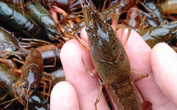 小龙虾苗价格多少钱一斤?