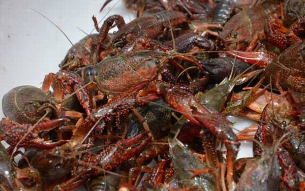 孕妇能吃小龙虾吗?