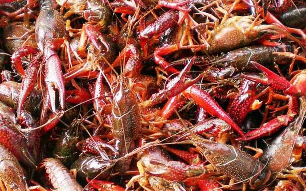 孕妇能吃小龙虾吗?