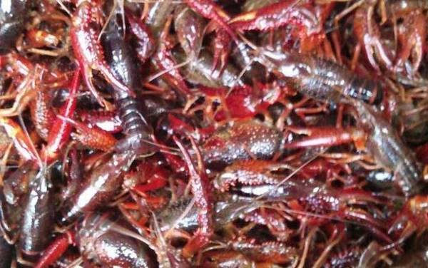 孕妇能吃小龙虾吗?