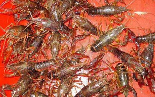 孕妇能吃小龙虾吗?