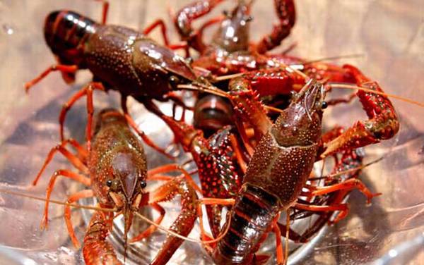 小龙虾价格多少钱一斤?