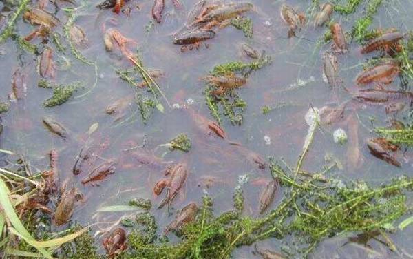 养十亩小龙虾要多少成本?