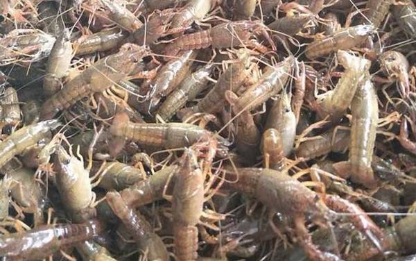 养十亩小龙虾要多少成本?