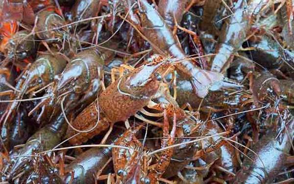 养十亩小龙虾要多少成本?