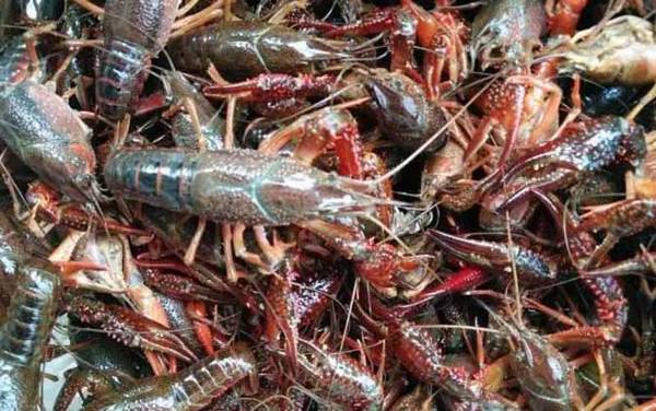 养十亩小龙虾要多少成本?