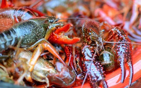 小龙虾的危害有哪些?