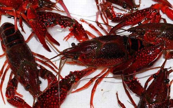 小龙虾的危害有哪些?