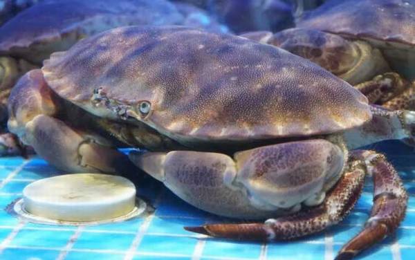 �з�۸����Ǯһֻ��