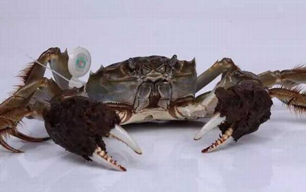 �з�۸����Ǯһֻ��