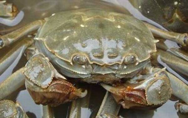 螃蟹死了多久不能吃了?