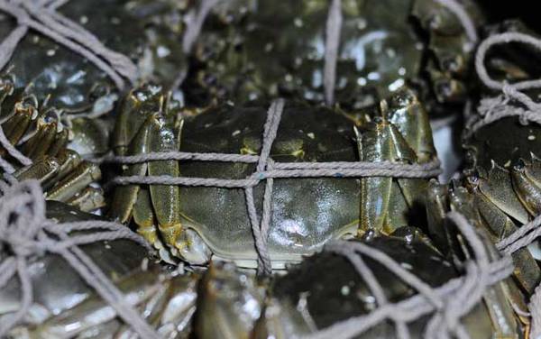 蒸螃蟹需要多长时间蒸好?