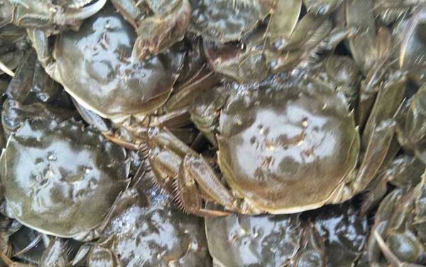 刚死的螃蟹能吃吗?