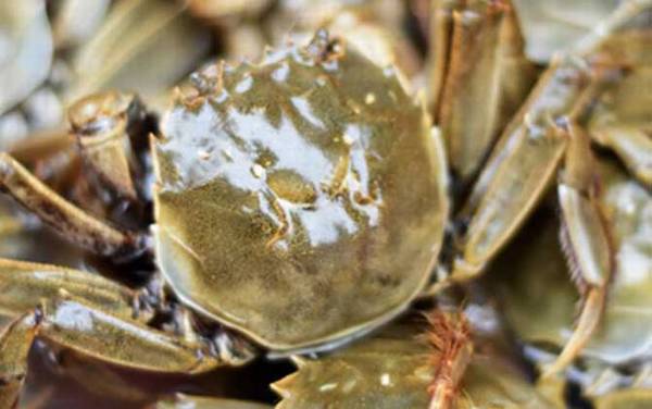 刚死的螃蟹能吃吗?