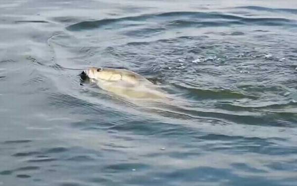 鳜鱼一般生活在什么地方?