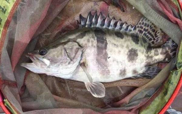 鳜鱼一年可以长多少斤?