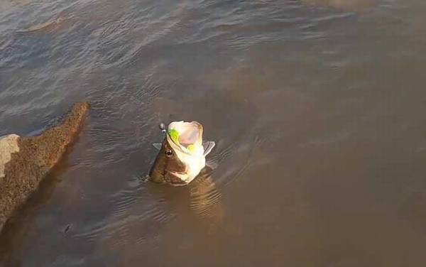 鳜鱼一年可以长多少斤?