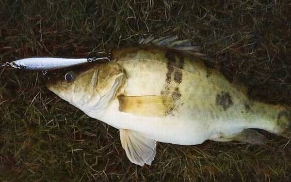 鳜鱼一年可以长多少斤?