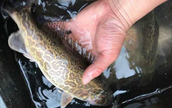 鳜鱼一年可以长多少斤?