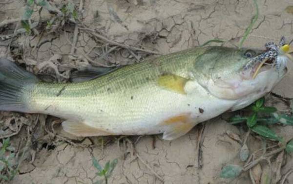 淡水鲈鱼价格多少钱一斤?