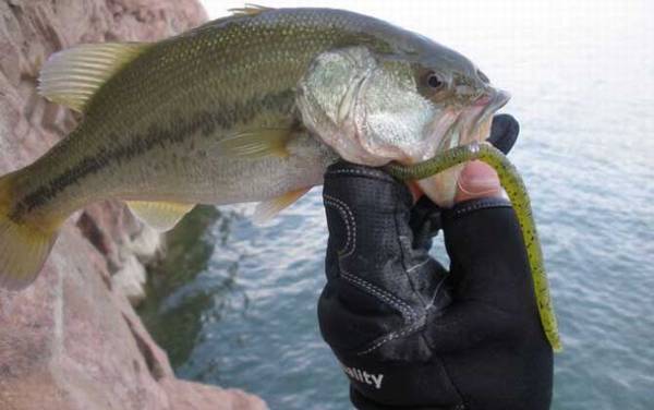 ���������ʲôʳ�