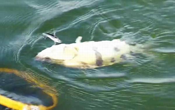 鳜鱼产卵期是几月份?