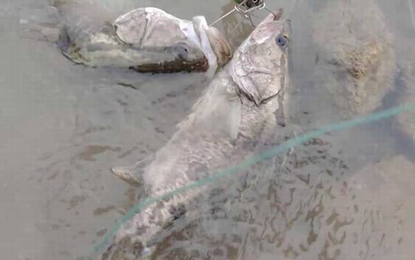 鳜鱼产卵期是几月份?