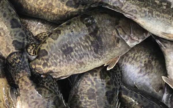 鳜鱼产卵期是几月份?