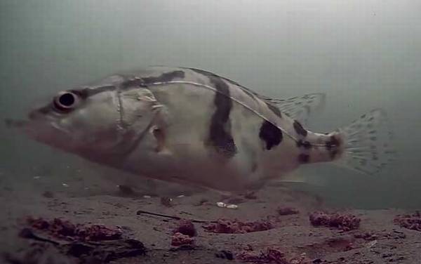 桂鱼为什么价格那么贵?