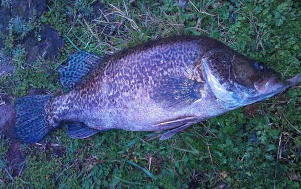 桂鱼养殖条件和成本