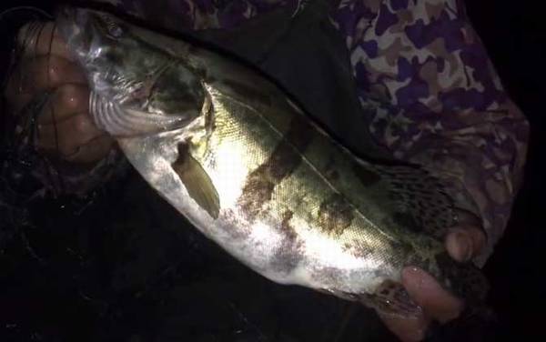 桂鱼养殖条件和成本