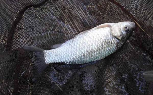 桂鱼最喜欢吃什么鱼?