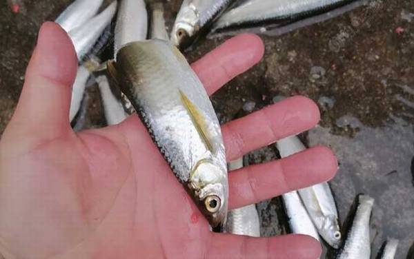 桂鱼最喜欢吃什么鱼?