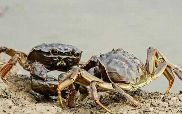 螃蟹为什么横着走?