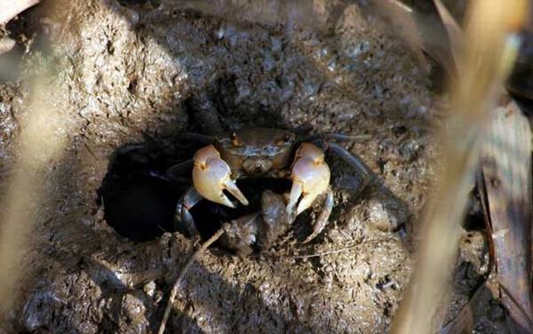 螃蟹为什么横着走?