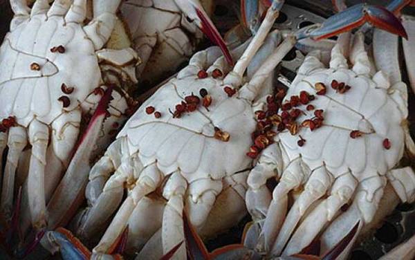 螃蟹蒸多长时间最好吃?