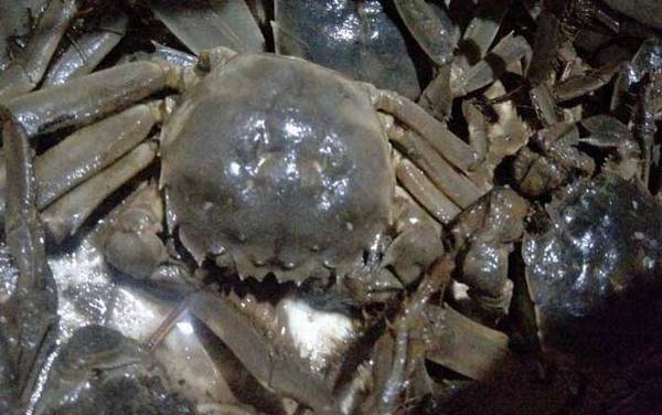 24小时之内死了的螃蟹能吃吗?