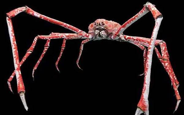 世界上最大的螃蟹是什么蟹?