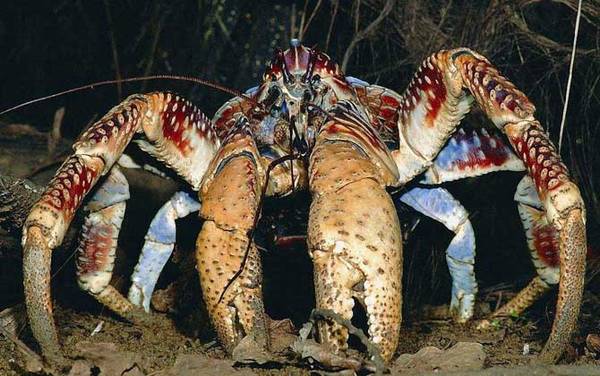 世界上最大的螃蟹是什么蟹?