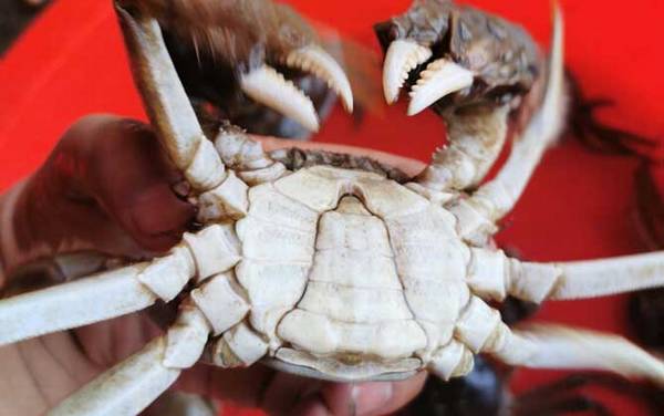 螃蟹公母怎么分辨?