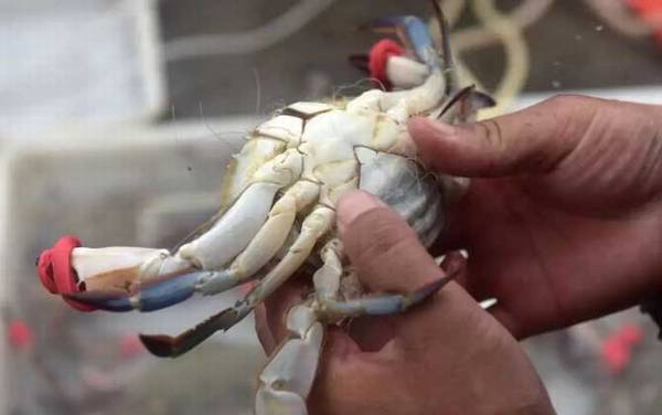 螃蟹公母怎么分辨?